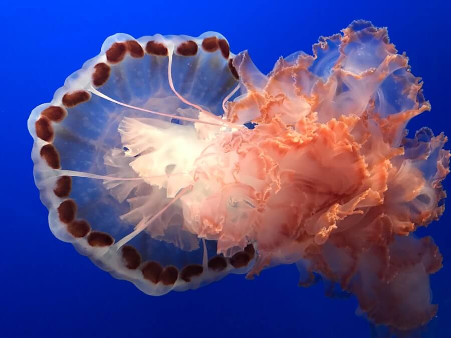 Photo monterey bay aquarium