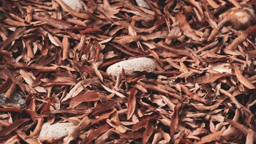 Photo cinnamon recall