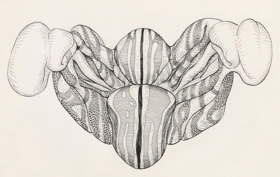 Photo amelia greys anatomy