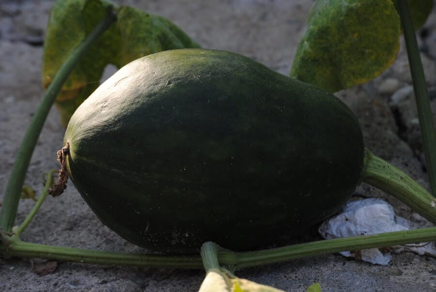 Photo christopher meloni